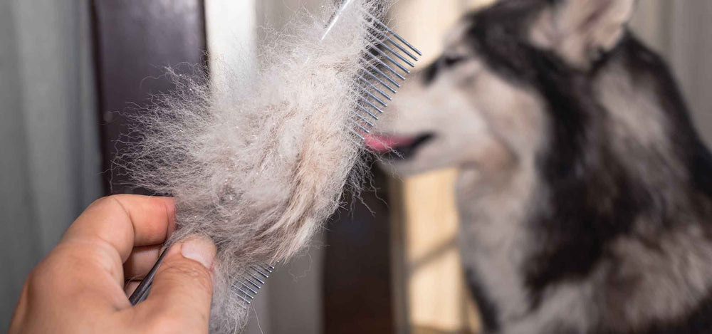 Mein Hund verliert Fell - was kann dahinterstecken?