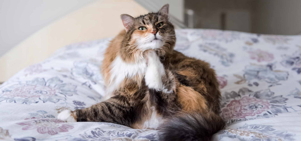 Herbstgrasmilben bei Katzen: Symptome erkennen und richtig handeln