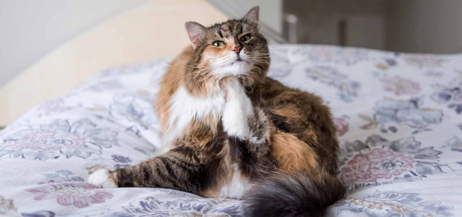 Herbstgrasmilben bei Katzen: Symptome erkennen und richtig handeln