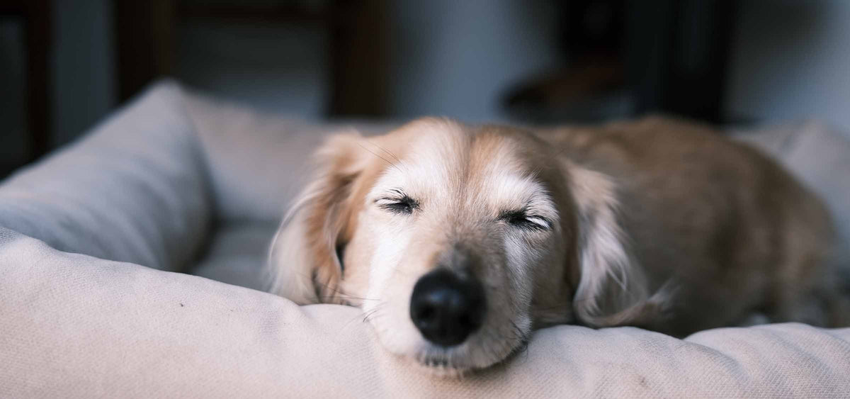 Müder Hund in Körbchen
