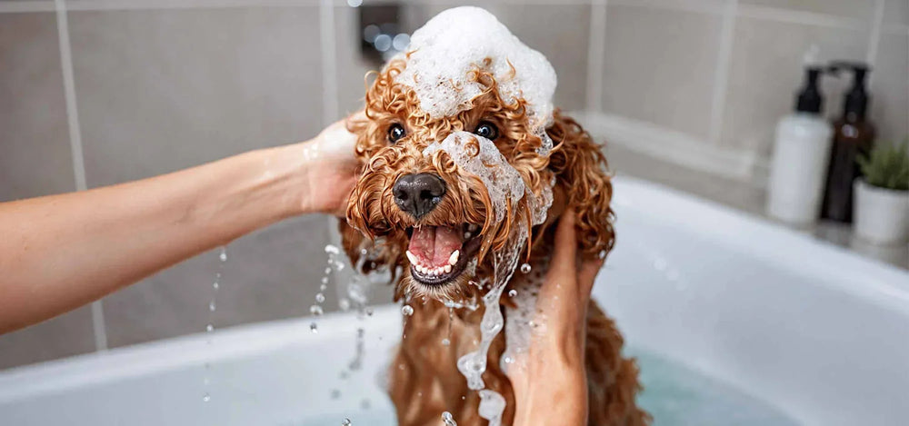 Hunde sitzt in der Badewanne und wird gewaschen - wie oft soll man Hunde baden?