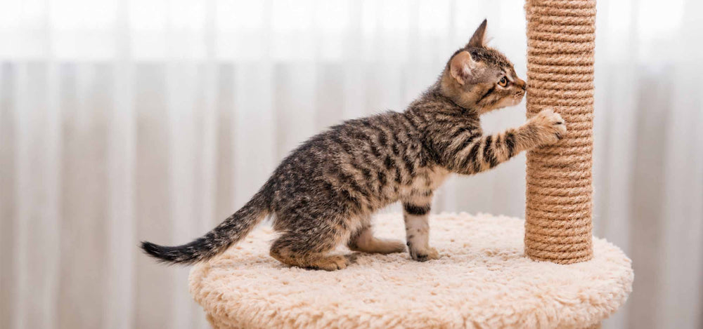 Katze spielt am Kratzbaum - Erstausstattung für Katze