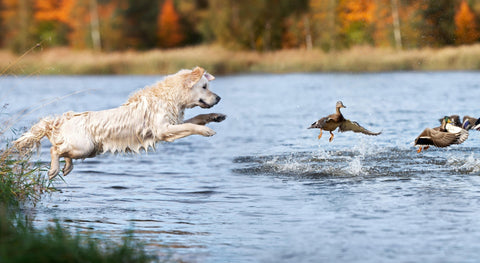 Help, my dog ​​is hunting!