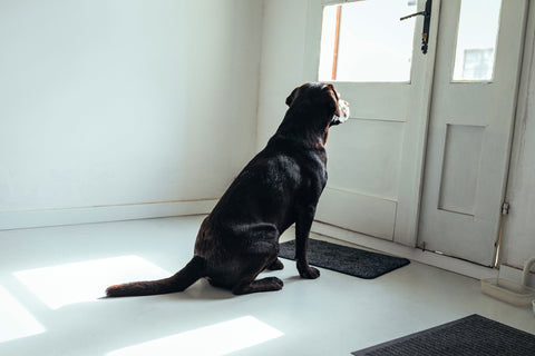 Hilfe, mein Hund kann nicht alleine bleiben!