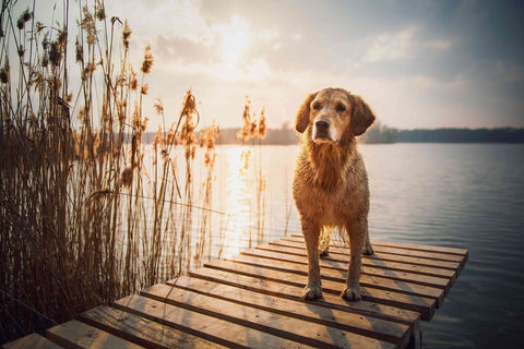 Hund am See im Sommer