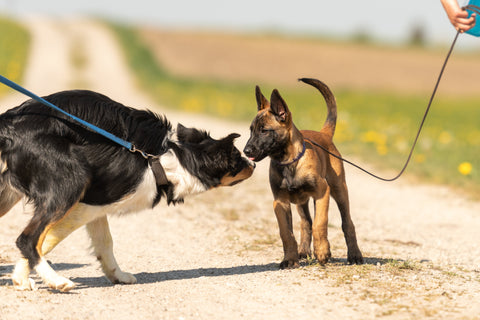 Hundebegegnungen richtig meistern – Tipps für entspannte Spaziergänge
