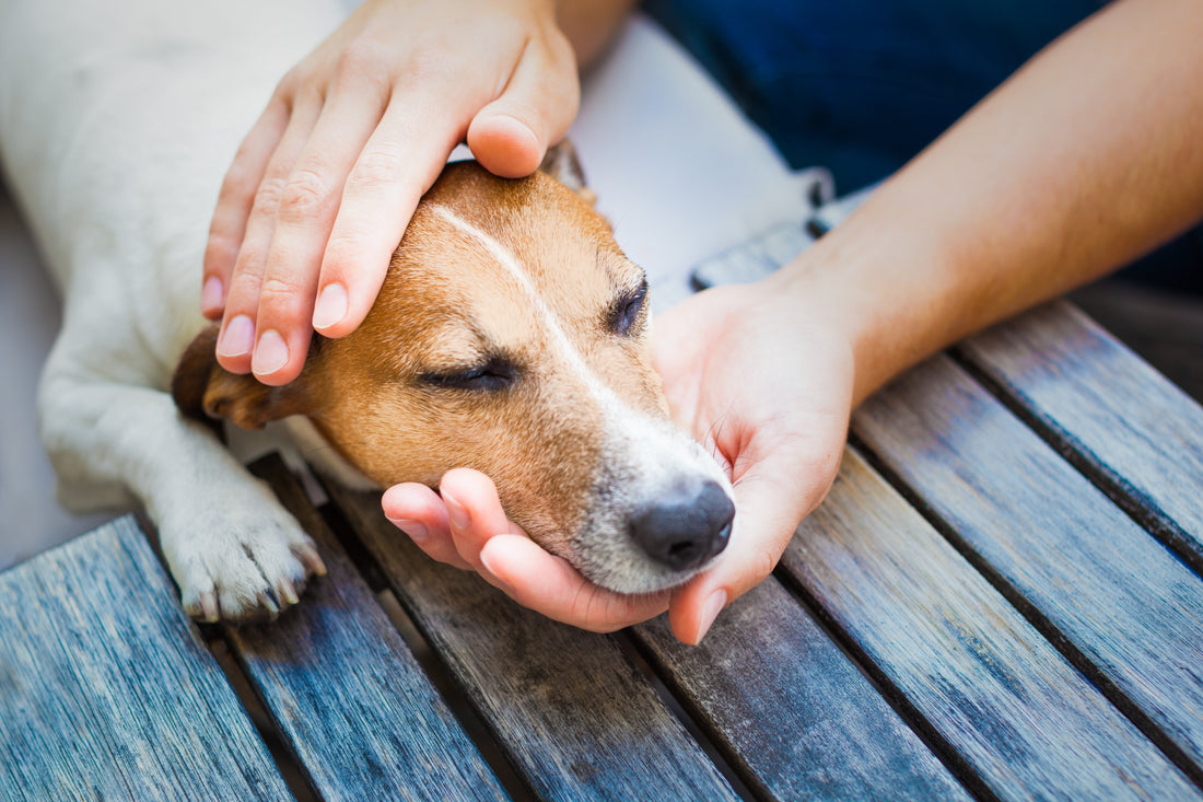 Schmerzen beim Hund erkennen – Anzeichen und Ursachen