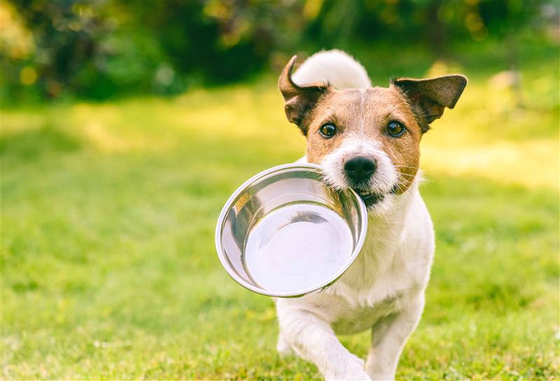 Futterumstellung ohne Stress: Wie gelingt der Wechsel zu hochwertigen Nassfutter für deinen Hund?