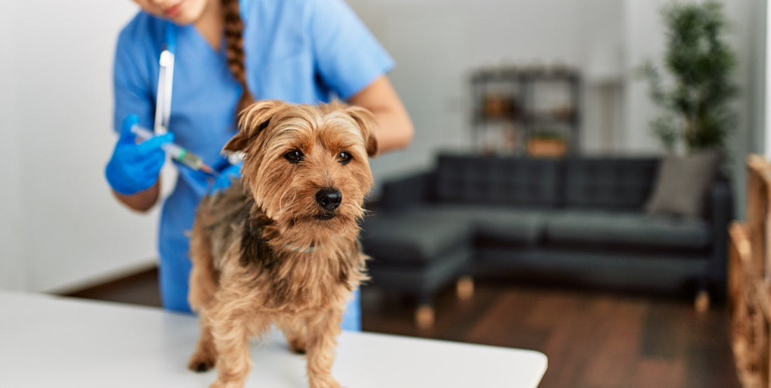Impfungen beim Hund – Alles, was du wissen musst