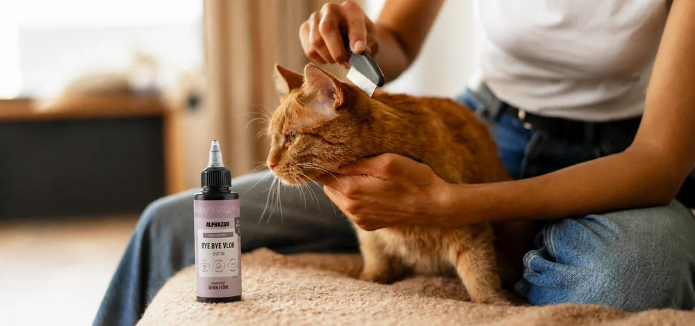 Katze wird gekämmt - Katze hat Flöhe - was tun?