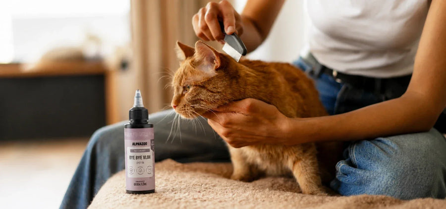 Katze wird gekämmt - Katze hat Flöhe - was tun?