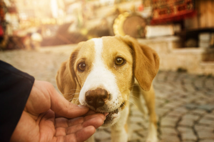 Hund bekommt Snack - Wie viele Leckerlis darf dein Hund? Funktionale Snacks für Hunde