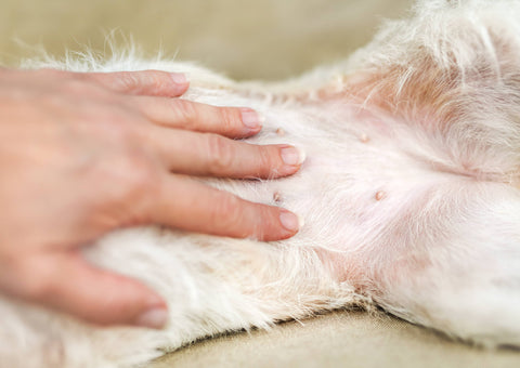 Scheinschwangerschaft Hund