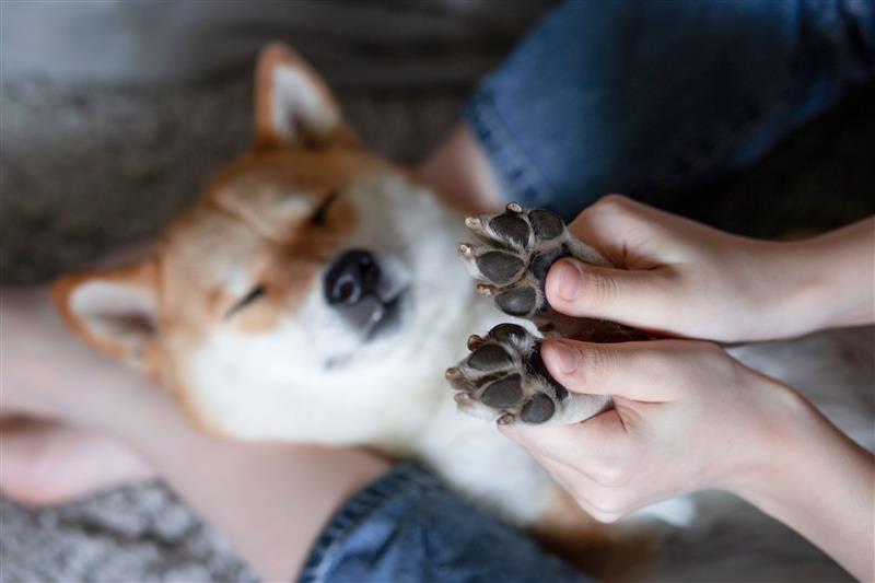 Pfotenpflege beim Hund: Hitze, Salz und raue Untergründe
