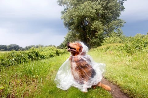 Hund genießt Regenwetter - was tun wenn Hund Gewitter Angst hat