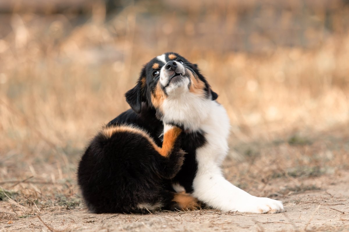 Allergien bei Hunden: Ursachen, Symptome und was du tun kannst - ALPHAZOO