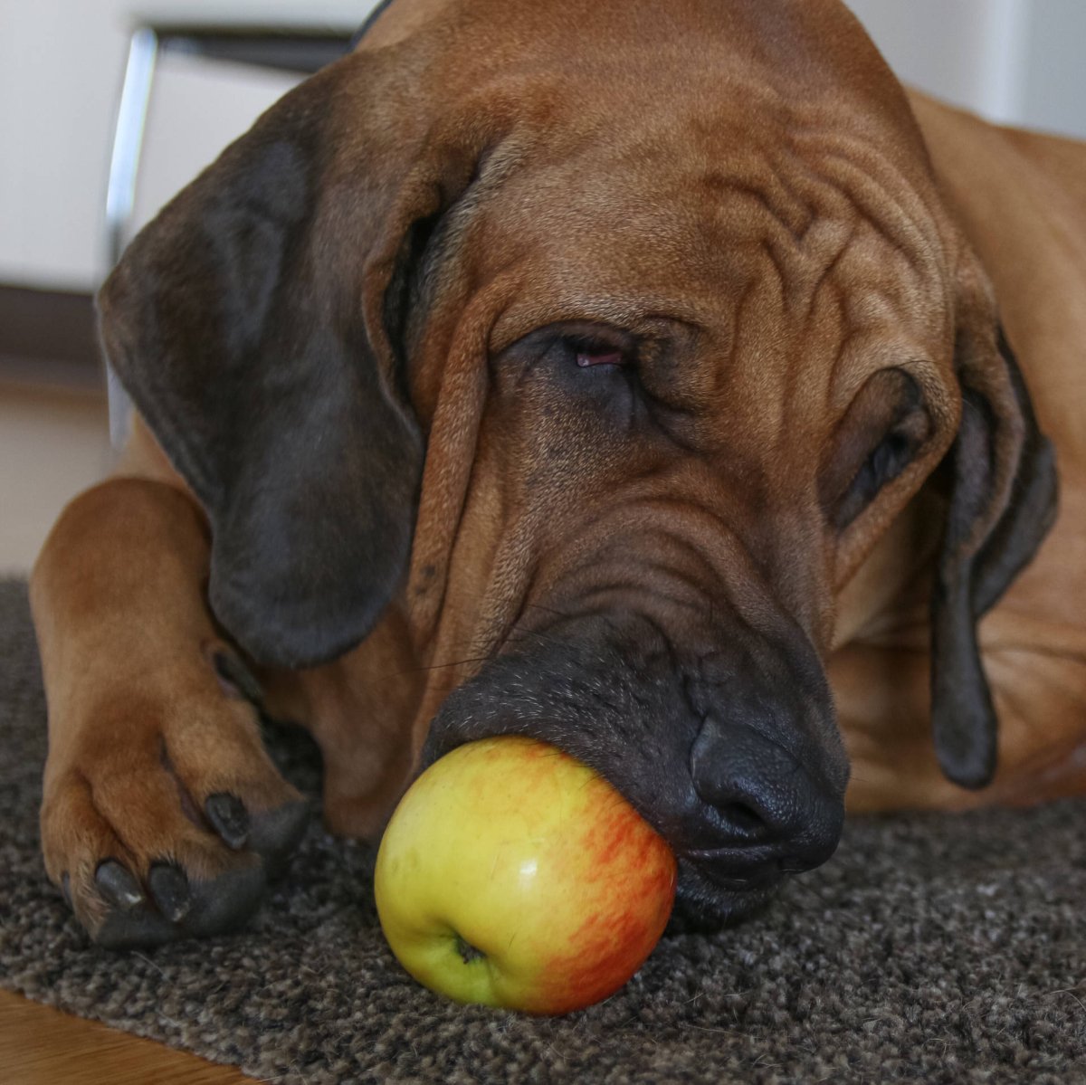 Hund kaut auf Apfel - Darf ein Hund Apfel essen?