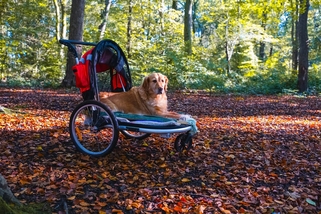 Arthrose beim Hund: Alles, was du wissen musst - ALPHAZOO