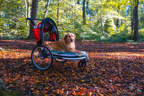 Hund mit Arthrose im Rollstuhl – Symptome, Pflege und Behandlung