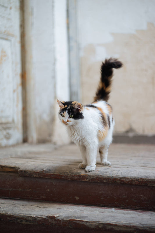 Ataxie bei Katzen: Alles, was du wissen musst