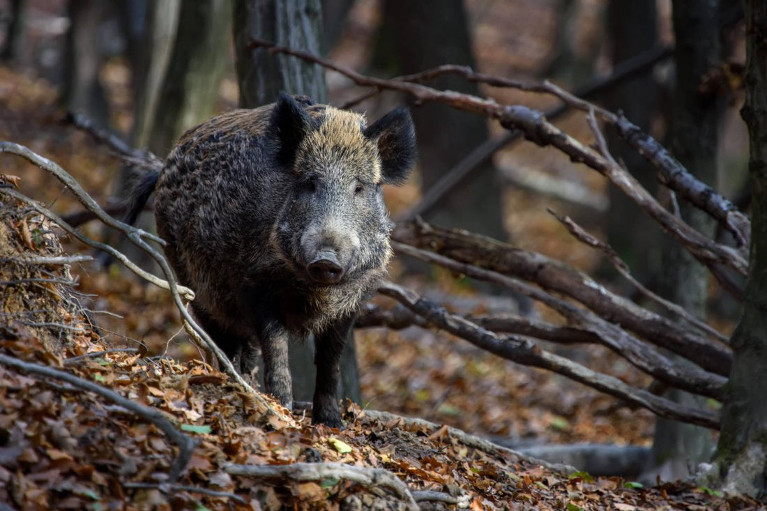 Wildschwein im Wald - Aujeszkysche Krankheit oder Pseudowut beim Hund: Symptome, Ursachen und Schutzmaßnahmen