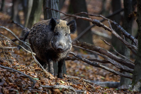Wildschwein im Wald - Aujeszkysche Krankheit oder Pseudowut beim Hund: Symptome, Ursachen und Schutzmaßnahmen