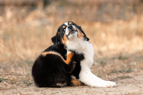 Allergies in dogs: causes, symptoms and what you can do