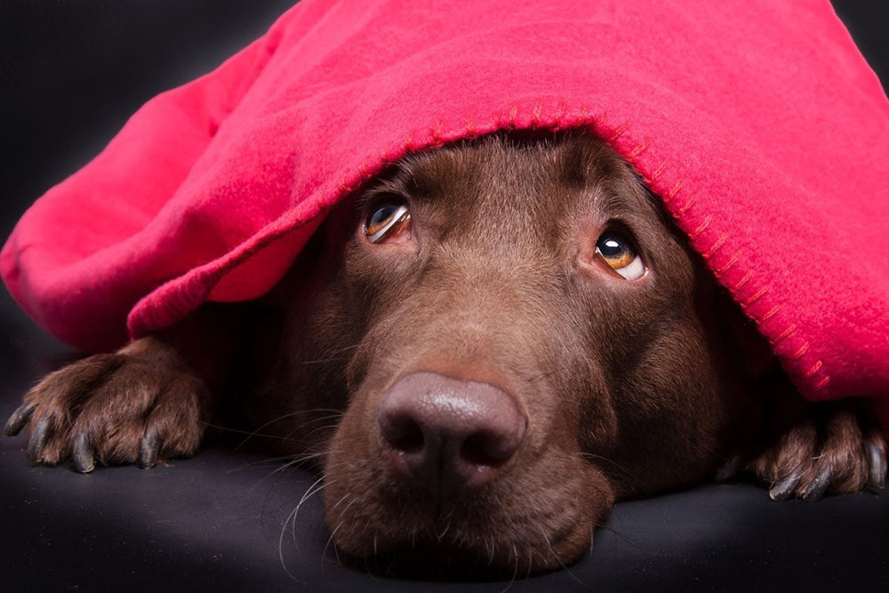 Ängstlicher Hund mit Decke – Baldrian für Hunde gefährlich oder nicht?