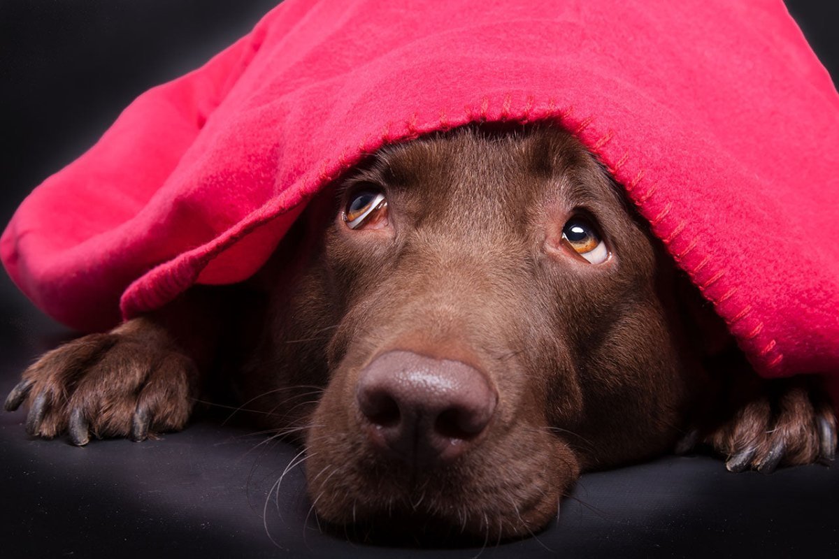 Ängstlicher Hund mit Decke – Baldrian für Hunde gefährlich oder nicht?