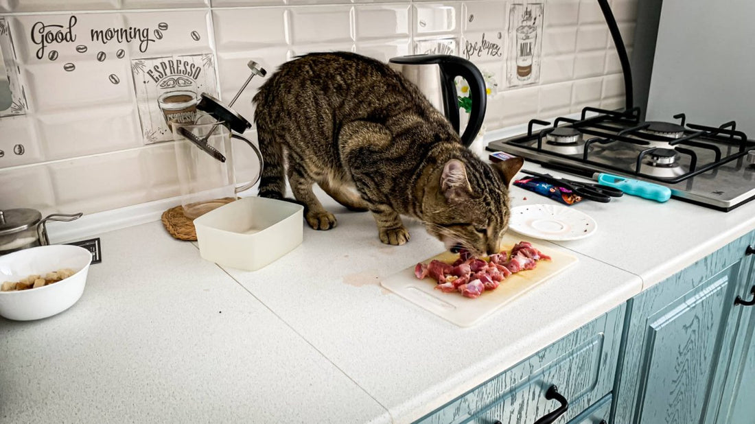 Barfen bei Katzen: Trend oder artgerechte Ernährung? - ALPHAZOO