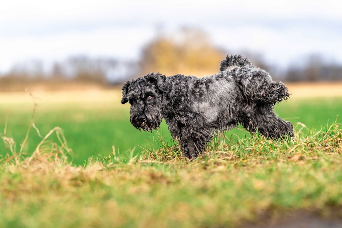 Hund pinkelt auf dem Feld - Blut im Urin beim Hund: Ursachen, Symptome und Behandlungstipps