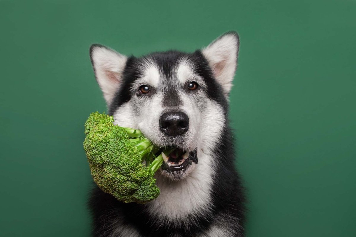 Hund mit Brokkoli im Mund: Dürfen Hunde Brokkoli essen?