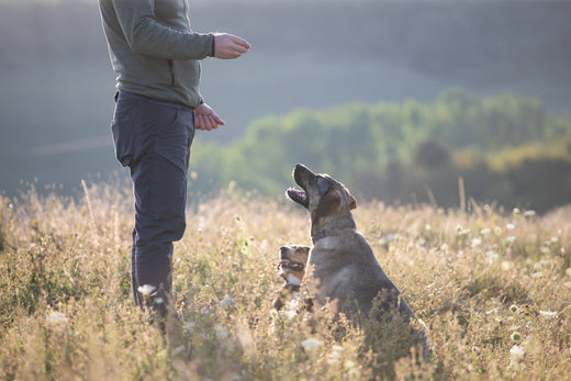 Sitz! So lernt dein Hund das Kommando im Handumdrehen