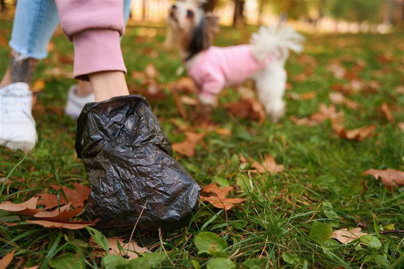 Frau sammelt Hundekot in die Tüte -Darmparasiten beim Hund: Symptome, Behandlung und Vorbeugung