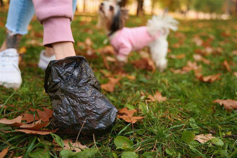 Frau sammelt Hundekot in die Tüte -Darmparasiten beim Hund: Symptome, Behandlung und Vorbeugung
