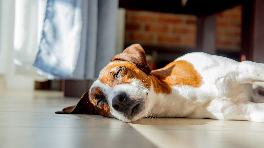 Hat die Schlafposition Deines Hundes eine Bedeutung?
