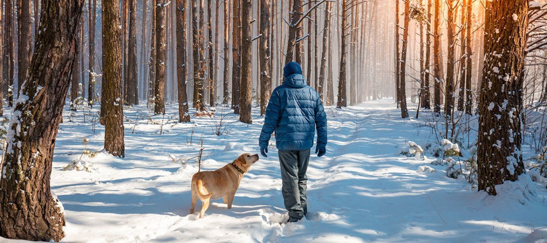 Mann mit Hund im Wald - Winterzecke oder Auwaldzecke beim Hund, Gefahren und Schutz
