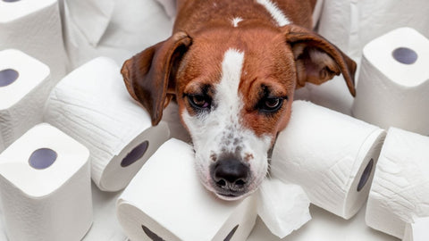 Hund liegt auf Toilettenpapier - Durchfall beim Hund: Ursachen und Behandlung