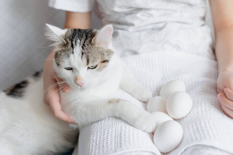 Frau hält Eier auf Schoß - Katze daneben: Gesunder Snack oder besser verzichten?
