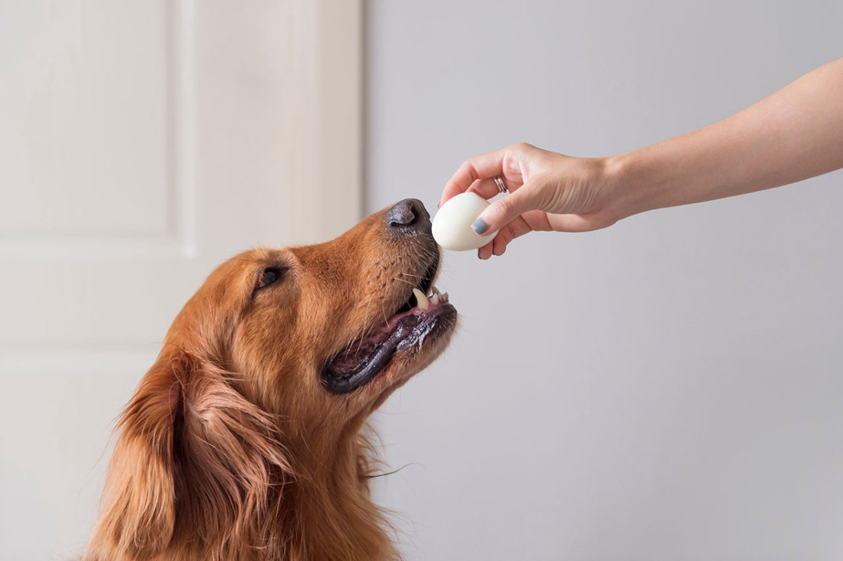 Hund wird mit Ei gefüttert - Wie gesund sind Eier für Hunde?