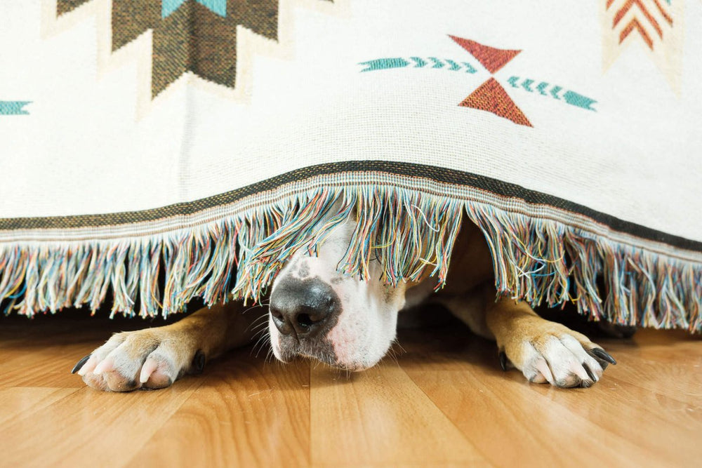 Hund gestresst versteckt sich unter der Decke - Entspannung und zur Ruhe kommen