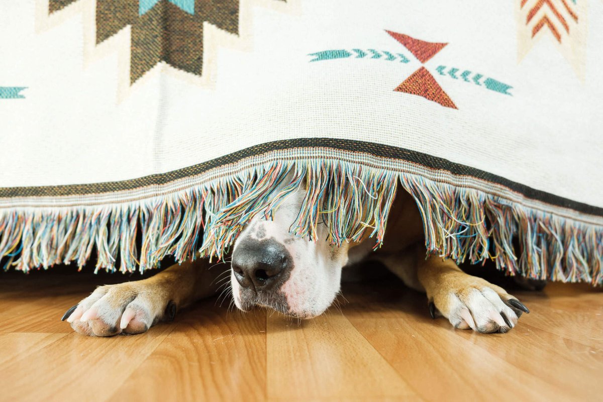 Hund gestresst versteckt sich unter der Decke - Entspannung und zur Ruhe kommen