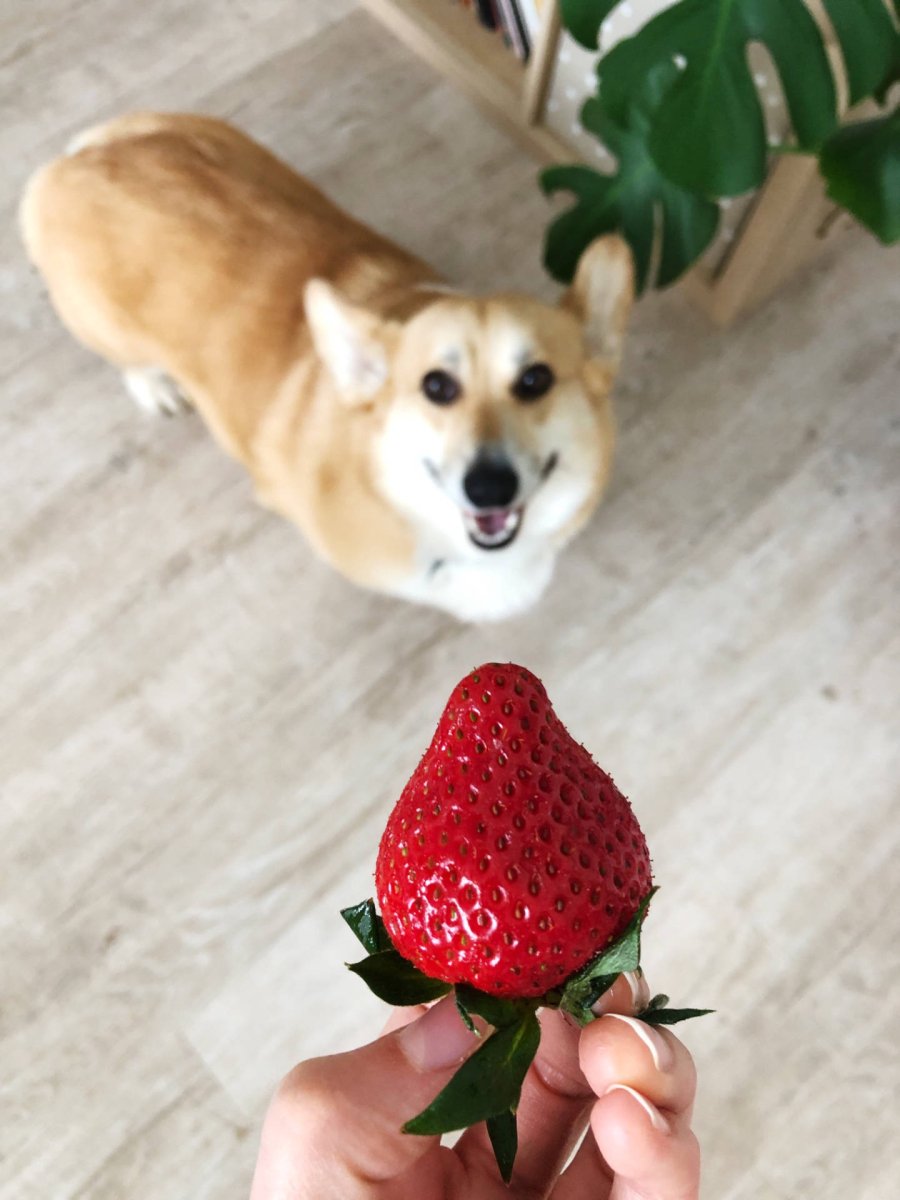 Corgi schaut auf Erdbeere in Hand – darf ein Hund Erdbeeren essen?