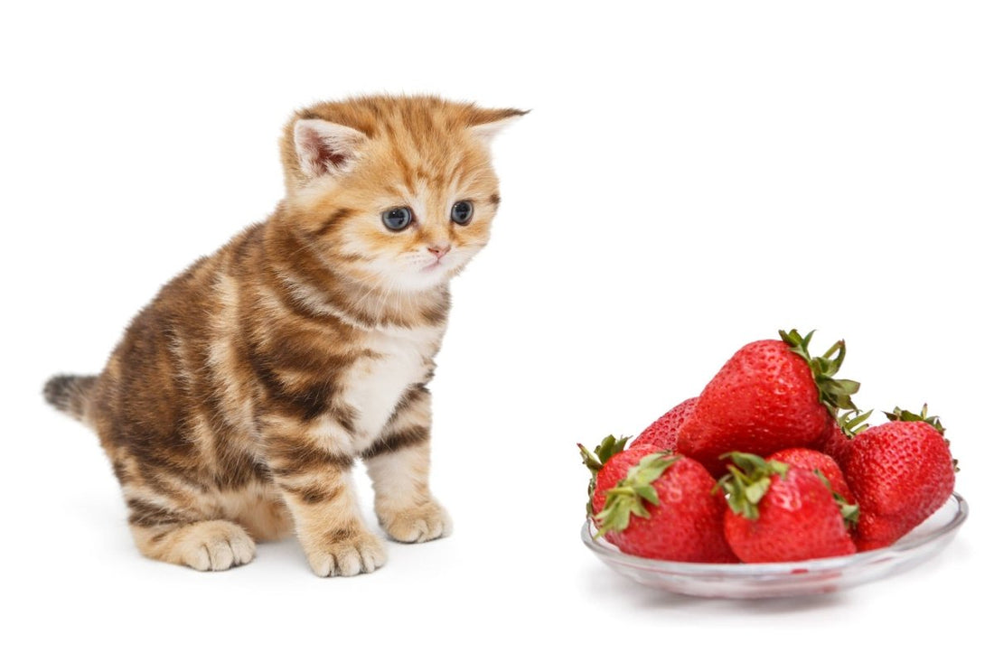 Erdbeeren für Katzen: Fruchtiger Genuss oder überflüssiger Luxus? - ALPHAZOO