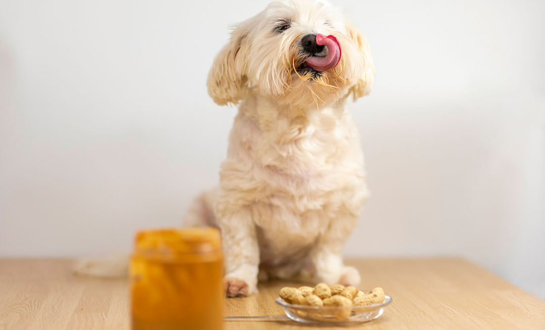 Erdnüsse für Hunde: Lecker oder gefährlich?