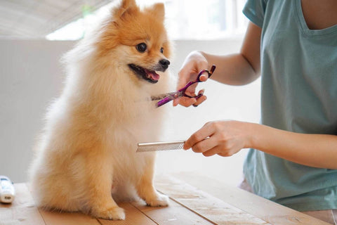 Kleiner Hund wird gebürstet. Fellpflege bei Hunden