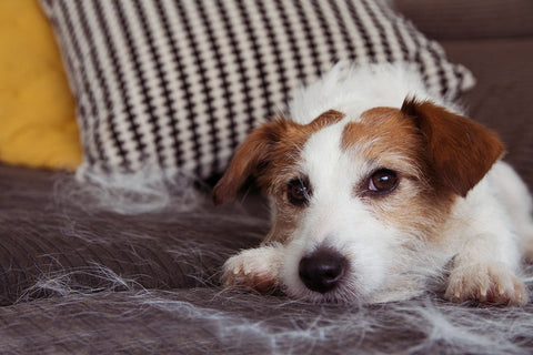 Hund mit Fellprobleme - Allergien, Parasiten, Mangelernährung, Stress und Erkrankungen der Hautdrüsen