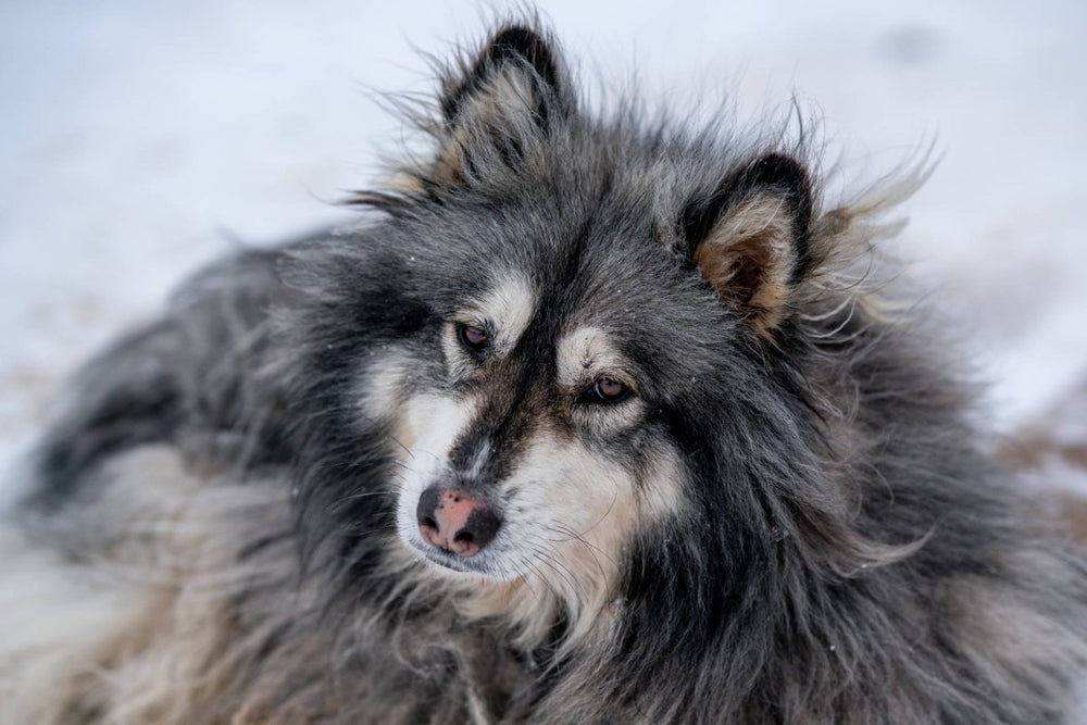 Flauschiger Hund im Winter - Felltypen des Hundes: Pflege, Unterschiede
