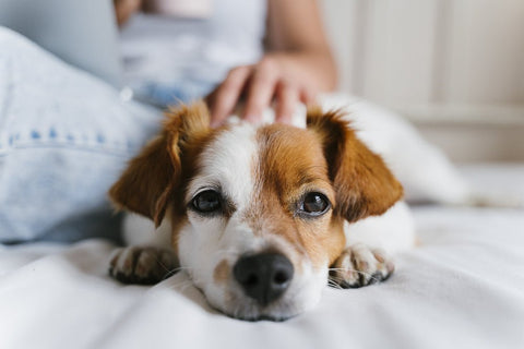 Hund mit gesundem Fell - Fellwechsel von Hunden