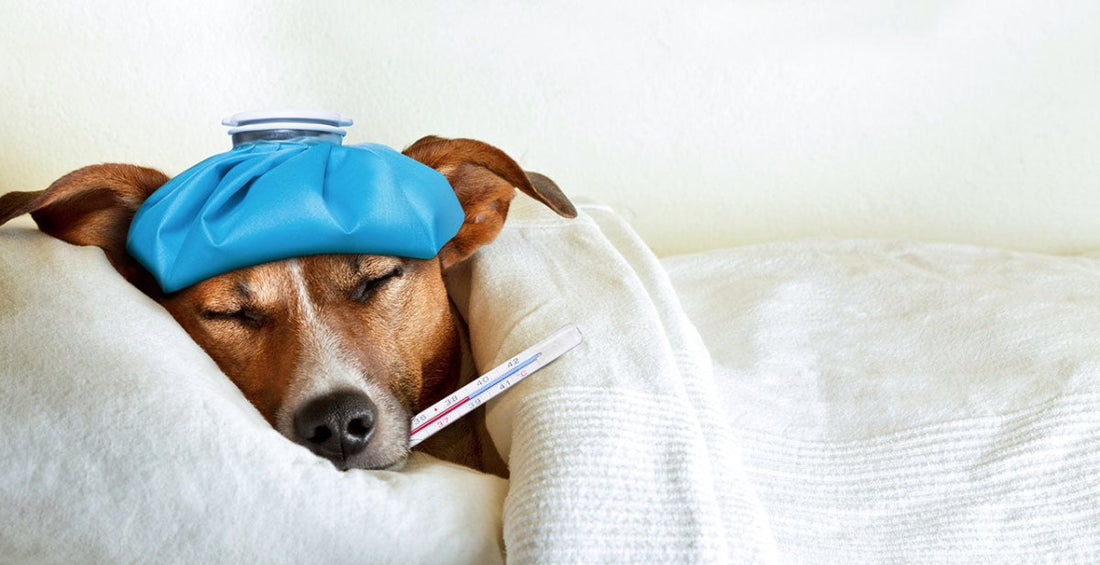 Fieber bei Hunden: Wie kann ich meinem Hund helfen? - ALPHAZOO